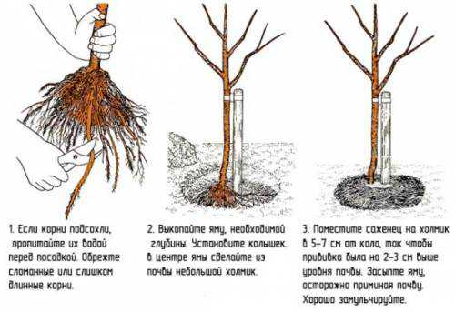 лучшие книги для самых маленьких